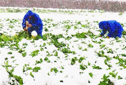 暴雪催漲菜價(jià)的背后
