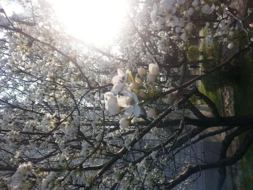 ��ʲô��Ҷ��x��ɽ�|��������Z�M(j��n)�ތW(xu��)Ժ�أ�