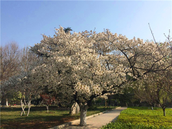 �R�����g(sh��)�W(xu��)Ժ