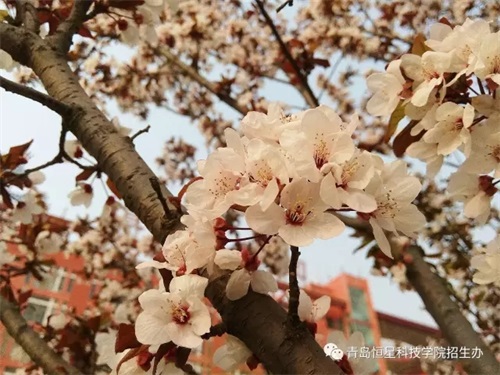 ���u���ǿƼ��W(xu��)Ժ2019��ڶ��ΆΪ����� ���֪��